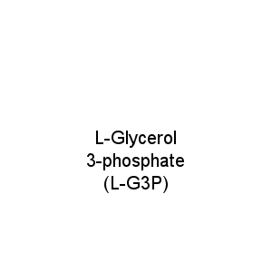 L-Glycerol 3-phosphate (L-G3P)